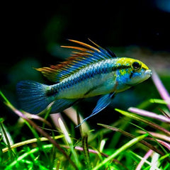 Apistogramma trifasciata ML