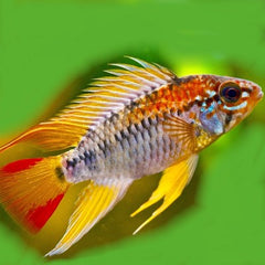 Apistogramma viejita   Dwergcichlide ML