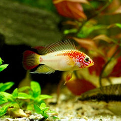 Apistogramma viejita gold ML