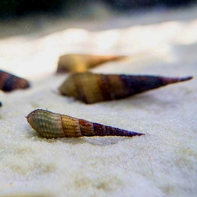 Stenomelania torulosa  Torpedo slak
