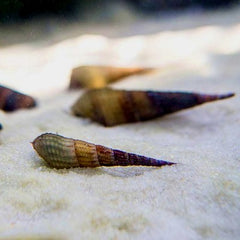 Stenomelania torulosa  Torpedo slak