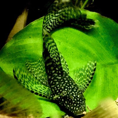 Ancistrus temminckii long fin SM