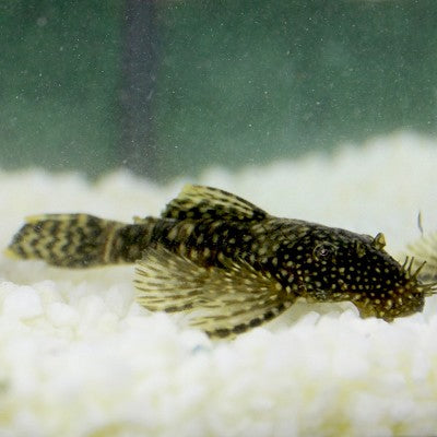 Ancistris temmincki XL