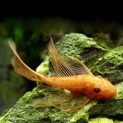 Ancistrus sp. super red longfin SM