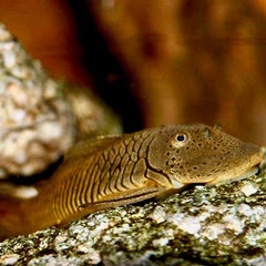 Chaetostoma formosae M (L187B)