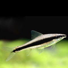 Cross.siamensis   Zwarte grondbarbeel M@