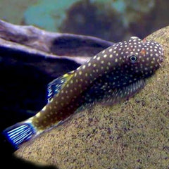 Gastromyzon punctulatus M
