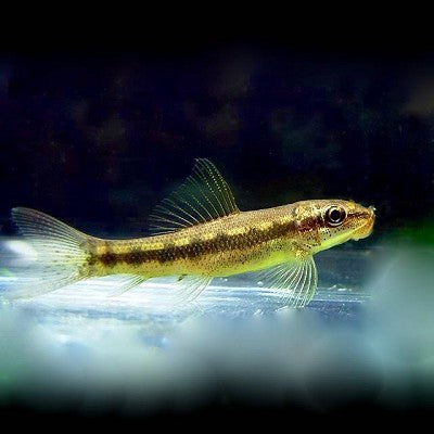 Gyrinoch.aymonieri  Siamese algeneter M@