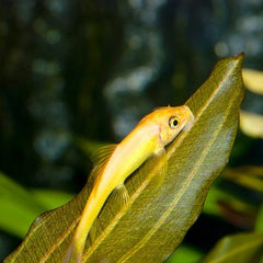 Gyrinoch.aymonieri   Siamese alg.goud M@