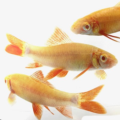 Labeo frenatus Albino labeo M
