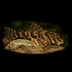Panaqolus maccus