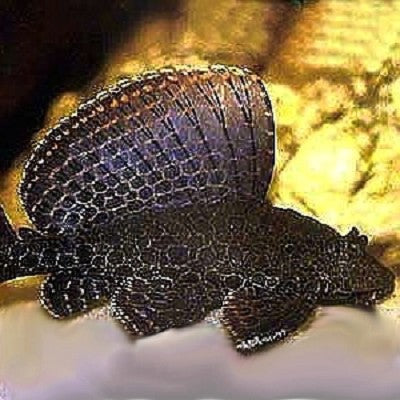 Glyptoper.gibbiceps   Hoogvinpleco XL