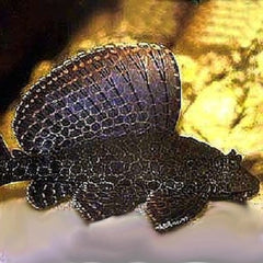 Glyptoper.gibbiceps   Hoogvinpleco XL
