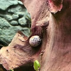 Neritina pulligera @