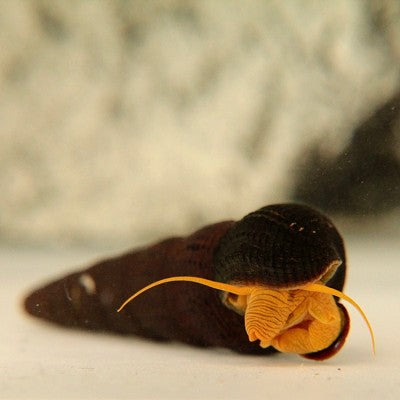 Tylomelania sp. Orange Rabbit Snail