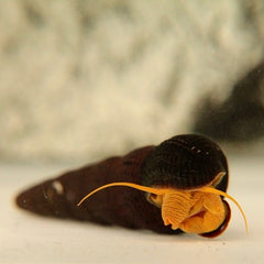 Tylomelania sp. Orange Rabbit Snail @