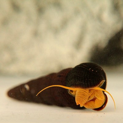 Tylomelania sp. Orange Rabbit Snail #