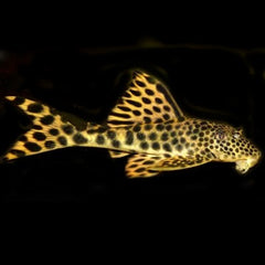 Hemiancistrus sabaji 12-15 cm  (L075)