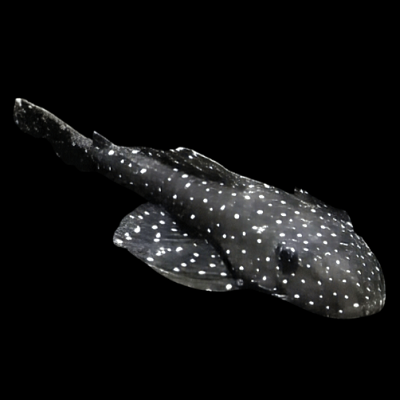 -Pseudolithoxus  antrax L-235