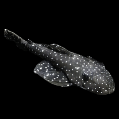 -Pseudolithoxus  antrax L-235