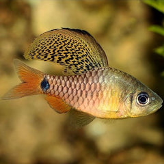 Oreichthys crenuchoides 3 cm.