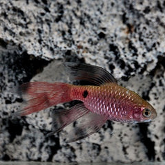 Barbus conchonius super red long fin L
