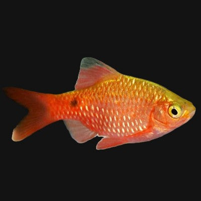 Barbus conchonius super rd diamond L