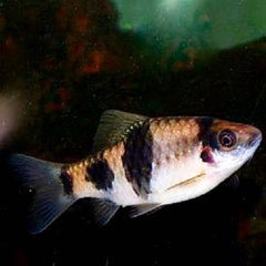 Barbus fasciatus   Meloenbarbeel L