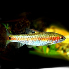 Puntius bimaculatus M