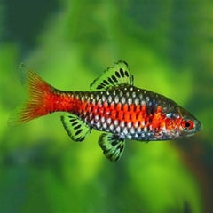 Barbus odessa   Odessabarbeel L