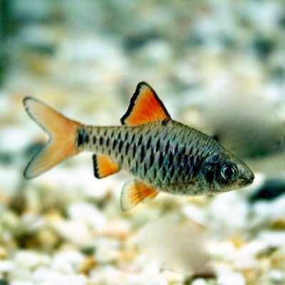 Barbus oligolepis   Blauwe barbeel M @