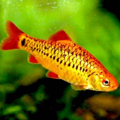 Barbus schuberti   Goudbarbeel M