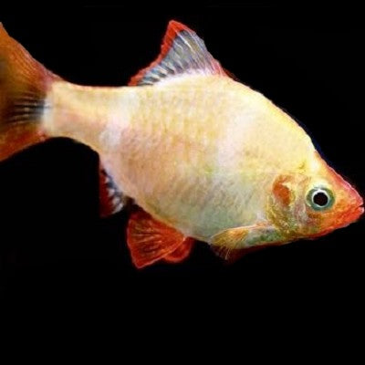 Barbus tetrazona   Albino sumatraan M