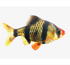 Barbus tetrazona   Sumatraan SM
