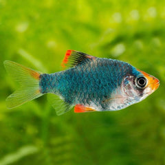 Barbus tetrazona   Groene sumatraan M