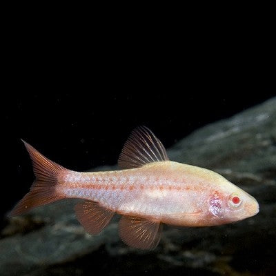 Puntius titteya  Sherry barbeel albino M