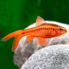 Puntius titteya-Sherry barbeel sluier L