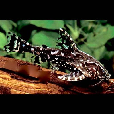 Agamyxis pectinifrons 4-5 cm
