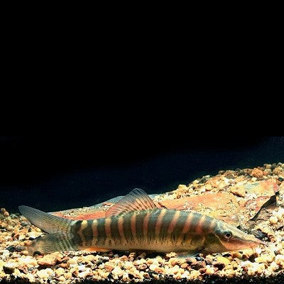 Botia berdmorei M