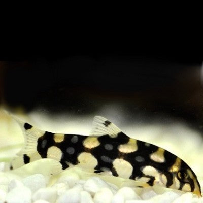 Botia kubotai SM