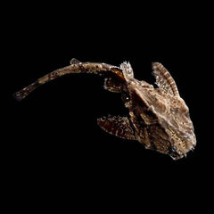 Bunocephalus kneri   Braadpanmeerval M@