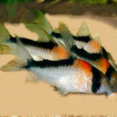 Corydoras adolfoi  Pantsermeerval M #
