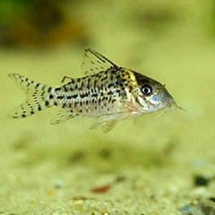 Corydoras agassizi   Pantsermeerval L