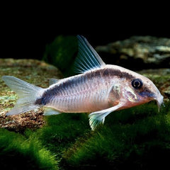 Corydoras arcuatus   Pantsermeerval L