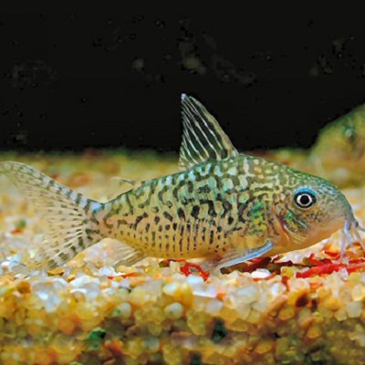 Corydoras sodalis   Pantsermeerval L @