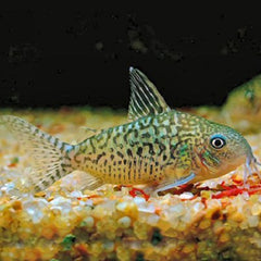 Corydoras sodalis   Pantsermeerval L @