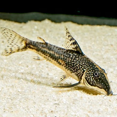 Corydoras barbatus   Pantsermeerval ML
