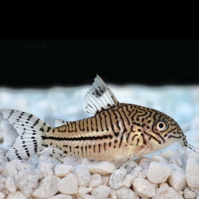 Corydoras julii   Pantsermeerval M @