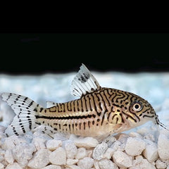 Corydoras julii   Pantsermeerval M @