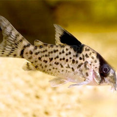 Corydoras leucomelas   Pantsermeerval L@